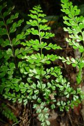 Lindsaea trichomanoides. Mature 2‑pinnate-pinnatifid frond.
 Image: L.R. Perrie © Leon Perrie 2014 CC BY-NC 3.0 NZ